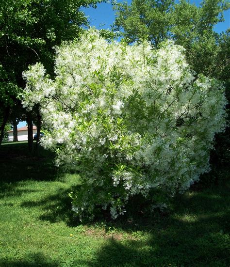 fringe tree  bloom