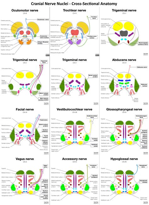 cranial nerves diagram