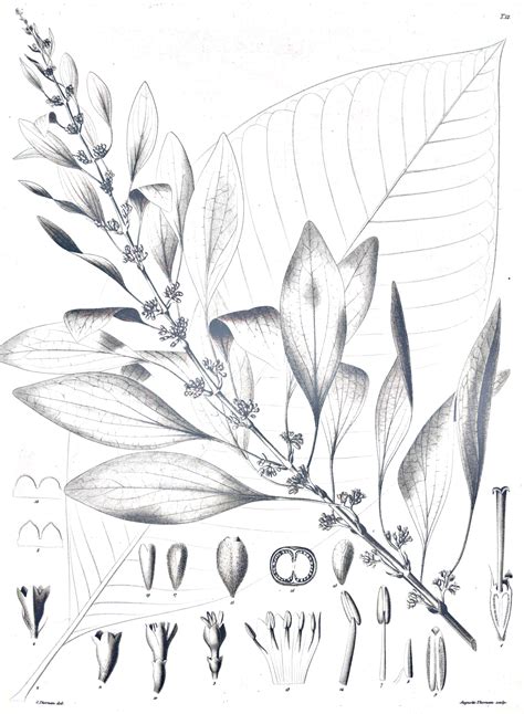 chaconia warszewiczia coccinea botanical sketch plant tattoo