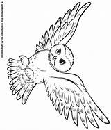 Potter Eule Owls Eulen Schnee Malvorlagen Animalstown sketch template