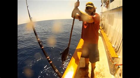 fishermans landing condor sportfishing  wide open yellowfin bluefin tuna  day gopro