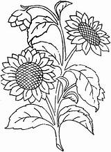Girasoles Bordar Patrones Coloring Sunflower sketch template