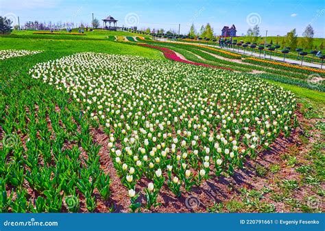 colorful tulips   field stock image image  green ecotourism