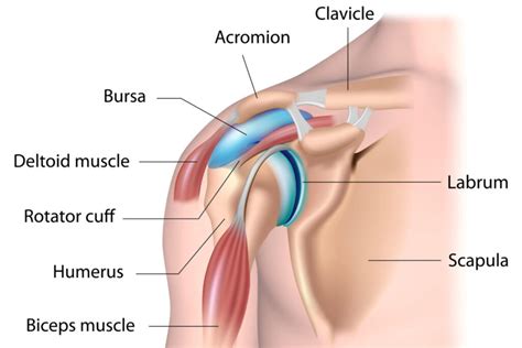 shoulder pain injuries ohio therapy centers northeast ohio