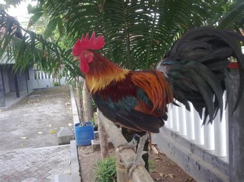 gambar ayam indonesiadalamtulisan terbaru