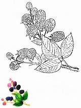 Pages Blackberry Coloring Berries sketch template