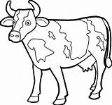 Calf Coloring Pages Getcolorings Animal sketch template