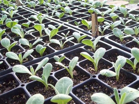 seed  feed   grow artichokes  seed