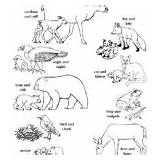 Animals Groups Coloring Animal Young Their Category Prairie sketch template