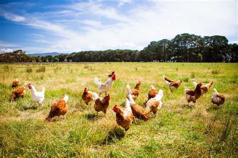 organic poultry production  meat  eggs organic farmer