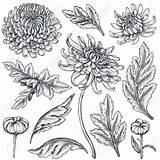 Chrysanthemum Line Drawing Flower Flowers Tattoo November Brushes Drawings Drawn Hand Sketches Google Illustration Shutterstock Chrysanthemums Leaf Search Sketch Choose sketch template