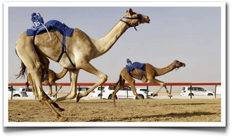 casos interesantes en robotizacion las carreras de camellos enrique dans