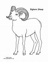Sheep Coloring Pages Preschool Cartoon Bighorn Getdrawings Getcolorings Color sketch template