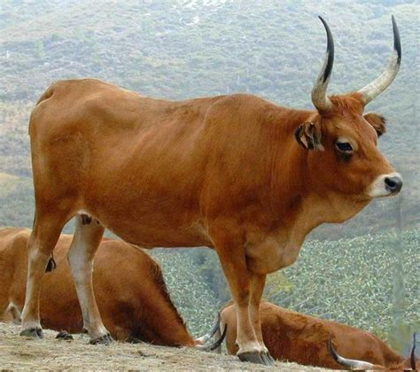 cachena cattle vacas lecheras ganado vacuno ganado bovino