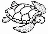 Turtle Coloring Sea Pages Drawing Printable Color Print Turtles Cute Adults Easy Shell Loggerhead Kids Clipart Clip Preschoolers Tortoise Baby sketch template