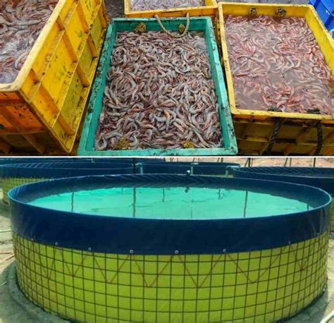 biofloc shrimp farming prawn  full guide agri farming