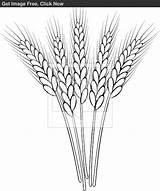 Wheat Drawing Outline Clip Clipart Stalk Coloring Drawings Whet Pages Template Patterns Pyrography Getdrawings Illustration Stock Sketch sketch template