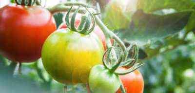 dlaczego pomidory moga gnic farmer