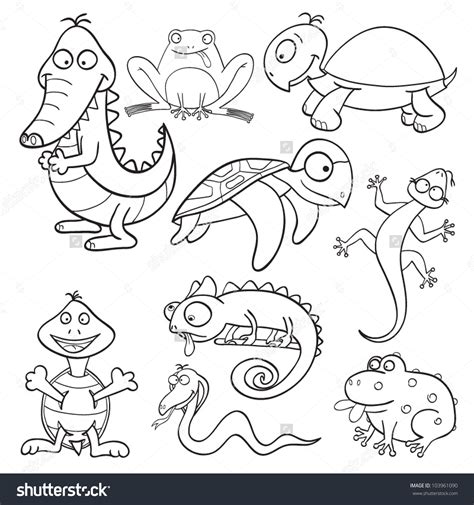 amphibian coloring   designlooter