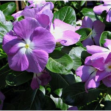 buy vinca purple flower plant   cheap price  plantsgurucom