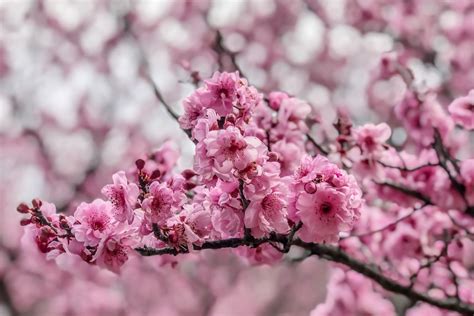 grow cherry blossom  australia  homes  gardens