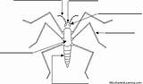 Insect Cycle sketch template