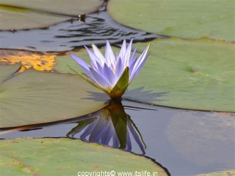 blue lily water lilies gardening water flowering plants kumuda