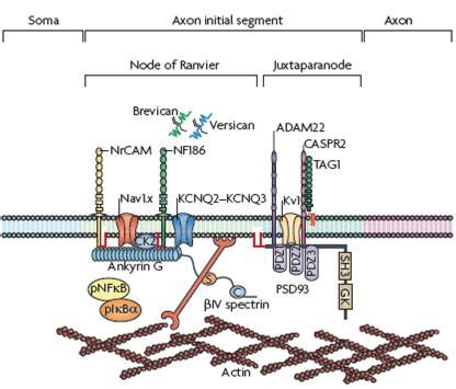 axonal initial segment advanced neurobiology