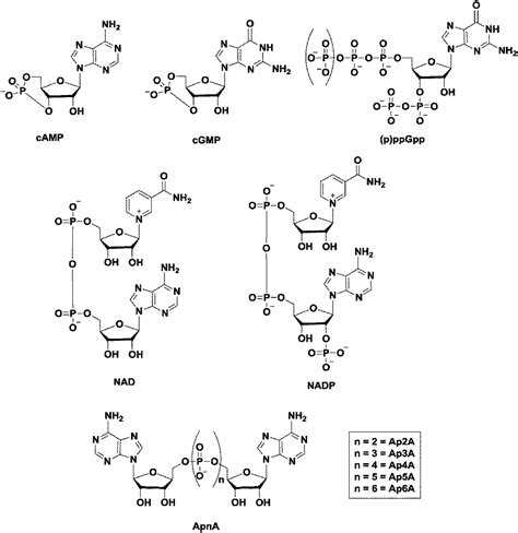 cyclic dinucleotide   gmp   amp  cgamp signalings