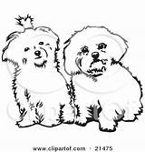 Maltese Clipart Dog Dogs Bichon Two Coloring Cute Pages Background Stencil Side Sitting Illustration Yorkie Viewer Curiously Looking Drawing Bing sketch template