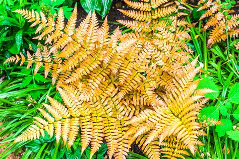 varietes de fougeres sauvages agencement de jardin aux meilleurs prix