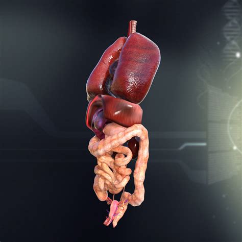 human female internal organs anatomy 3d model cgtrader