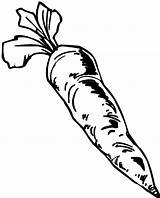 Carrot Coloring Pages Harvesting Drawing Food Color Vegetable Getdrawings sketch template