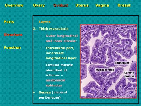 female reproductive systems