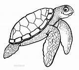 Turtle Sea Coloring Drawing Pages Printable Kids Color Realistic Cartoon Print Loggerhead Green Turtles Outline Drawings Swimming Hawaiian Leatherback Clipart sketch template