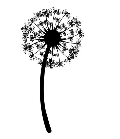 dandelion black  white drawing  getdrawings