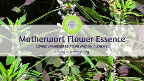 Motherwort Flower Essence Message Youtube