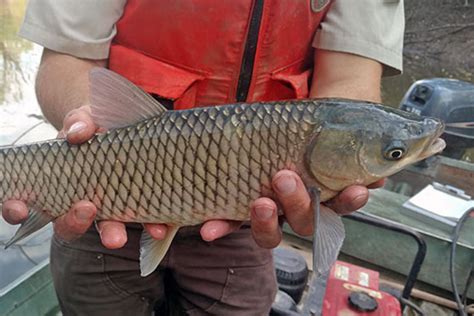 asian carp reproducing in lake erie threaten great lakes
