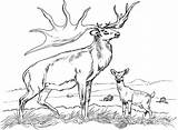 Deer Coloring Pages Getdrawings Antler sketch template