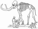 Mamut Fossil Esqueleto Mammoth sketch template