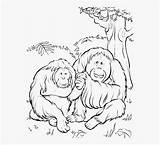 Orangutan Coloring Clipartkey sketch template