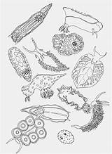 Coloring Slug Sea Pages Nudibranch Colouring Draw Science Drawings Visit Slugs Vintage Illustration sketch template