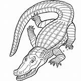 Crocodile Alligator Coloriage Coccodrilli Krokodyle Kolorowanki Animaux Cocodrilo Animales Coloriages Dzieci Crocodiles Coccodrillo Krokodyl Cartoon Cocodrilos Alligatore Coloringtop Sierra Colorat sketch template