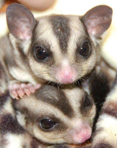 sugar gliders  sale     smile pinterest  awesome