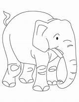 Elephant Calf Coloring Pages sketch template