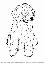 Goldendoodle Labradoodle Drawingtutorials101 Poodle Goldendoodles Retriever sketch template