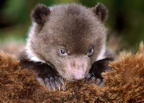 baby bear pictures cubs pictures pictures bears howstuffworks