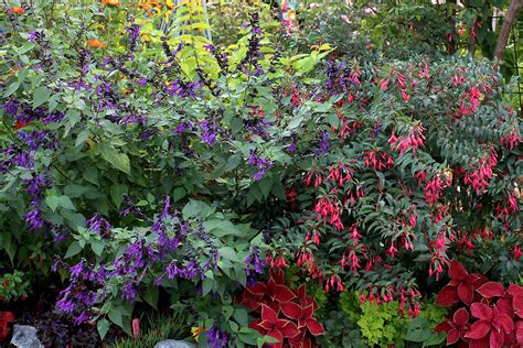 Showy Salvia — Tall Dark And Handsome San Francisco Chronicle