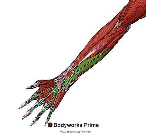 flexor digitorum superficialis muscle anatomy bodyworks prime