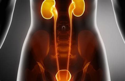 care   kidneys  bladder step  health